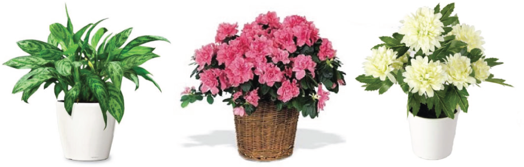 Air Purifying Plants to Freshen Your Salon Studio image